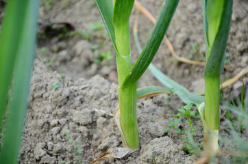 the green ripe garlic plant growing in the farm.