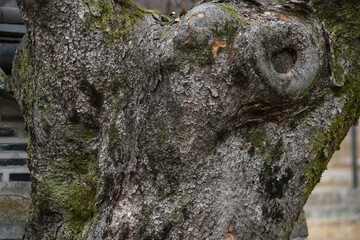 zelkova bark texture natural background