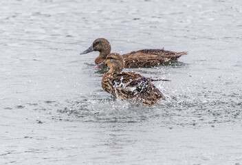 Mallard duck in the water