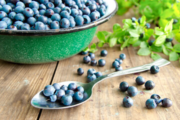 Fresh Bilberries from a bowl on old wooden table. Leaves with berries Bilberries on the Bush for background.Blueberries crumbled on the table