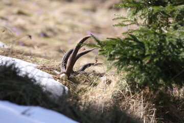 Red deer antler (Cervus elaphus) on the ground. Flower-covered meadow. Animal remains in early spring time