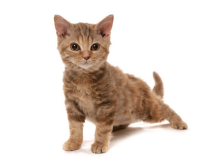 Selkirk Rex Chocolate Tortie Cat