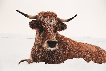Vache de race Aubrac dans la neige, hiver, France
