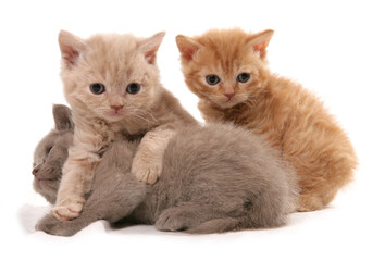 Selkirk Rex Kittens