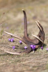 Red deer antler (Cervus elaphus) on the ground. Flower-covered meadow. Animal remains in early spring time