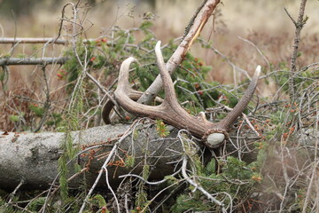 Red deer antler (Cervus elaphus) on the ground. Flower-covered meadow. Animal remains in early spring time