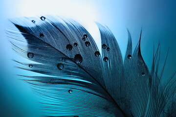 Silhouette of  black bird feather with water drops on a blue turquoise background with beautiful lighting. Elegant bright and expressive artistic image.