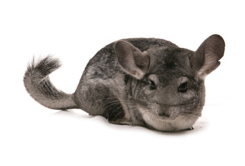 Black Chinchilla