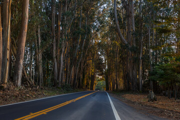 Fototapeta premium Road through eucalyptus grove in California