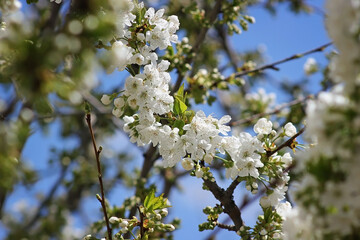 Cherry branch with white flowers. Blossom sakura in garden. Nature backdrop. Spring flowers. Springtime.