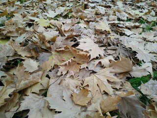 hojas-leaves