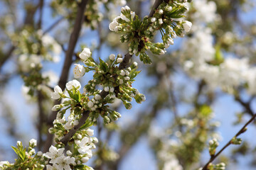 Cherry branch with white flowers. Blossom sakura in garden. Nature backdrop. Spring flowers. Springtime.