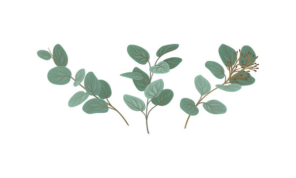 Evergreen Eucalyptus Branch with Waxy Glaucous Leaves Vector Set