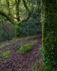 Moss and ivy line the trunks of large oak trees