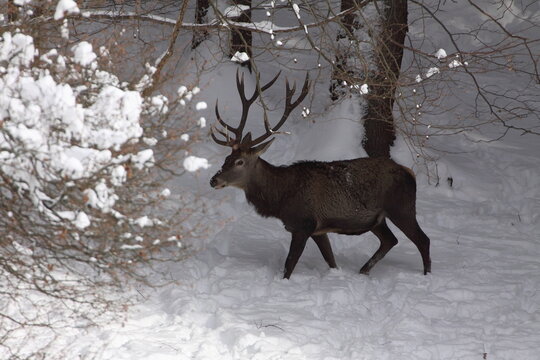 Herd majestic red deer on a snowy meadow behind the winter forest during suny day