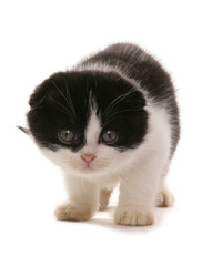 Black and White Scottish Fold Kitten