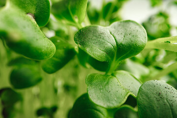 Growing leaves of micro green plant macro