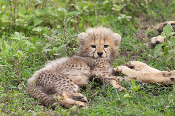 Cheetah Cub on the Serengeti Grasslands in Tanzania Africa © Dennis Donohue