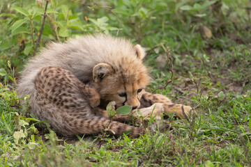 Cheetah Cub on the Serengeti Grasslands in Tanzania Africa