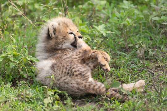 Cheetah Cub on the Serengeti Grasslands in Tanzania Africa