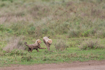 Cheetah Cubs in Tanzania