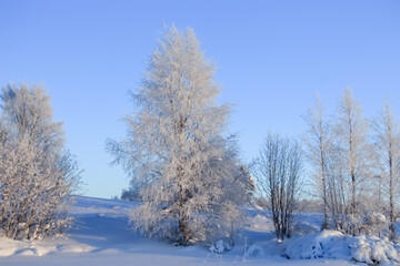 Birch  are covered with snow. February, 09. 2021.