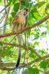 Fototapeta premium Squirrel monkey, Saimiri oerstedii, sitting on the tree trunk with green leaves, Corcovado NP, Costa Rica. Monkey in the tropic forest vegetation. Wildlife scene from nature. Beautiful cute animal.