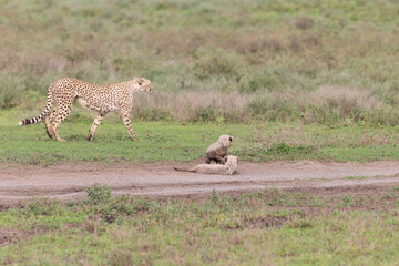 Cheetah Cubs in Tanzania