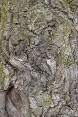 chestnut bark texture natural background