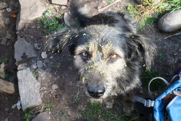 南米で出会った犬達