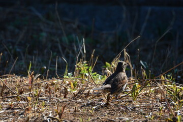 Obraz premium 草原にいるツグミ