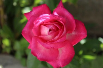 rosa