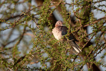 Laughing Dove sitting in tree