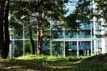 A tree in the city park