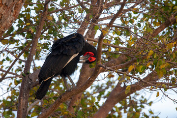 Southern Ground Hornbill in nesting tree