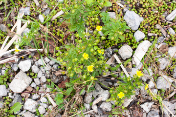 moss, small plants and nondescript flowers among rocks, selective focus