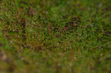 moss in water droplets after rain. selective focus