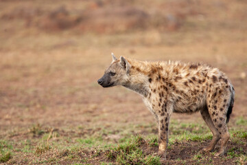 Spotted or Laughing hyena in Kenya Africa