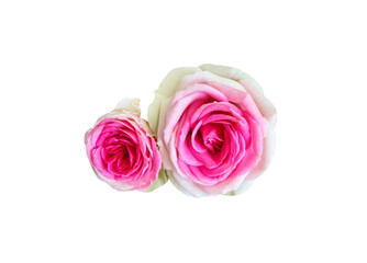 Two pink rose flowrs isolated on white background , clipping path