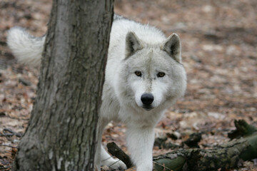 North American Grey Wolf