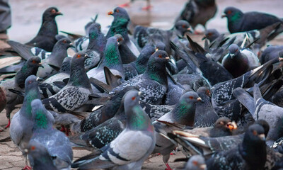 a cluster of hungry city pigeons. flock of homeless pigeons