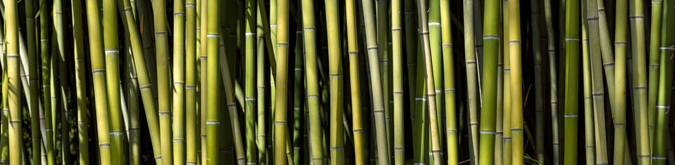 View of bamboo forest pattern