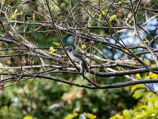 Japanese brown-eared bulbul perched in a bare tree