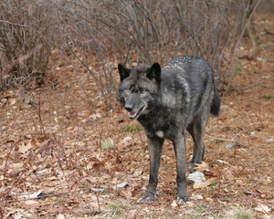Obraz premium North American Grey Wolf