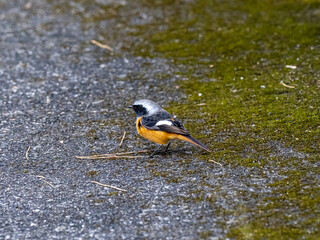 Daurian Redstart on a paved walking path 1