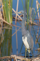 Tri-colored Heron in a Florida Marsh