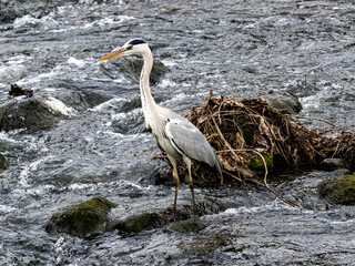 Japanese Gray Heron in the Katase River 1