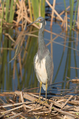 Tri-colored Heron in a Florida Marsh