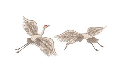 Red Crowned Crane Flying with Spreading Wings Vector Set