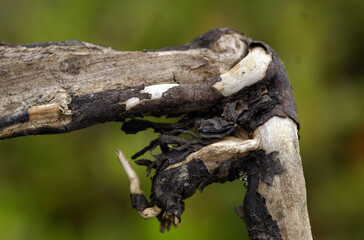 A close up shot of a unique structured branch of a tree in front of a blurry green background.
